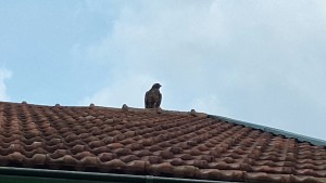 Wachvogel 1