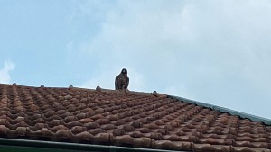 Wachvogel 2