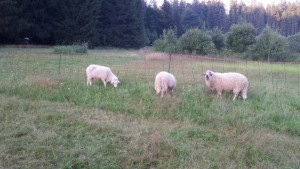 lebende Rasenmäher vor dem Friseurtermin