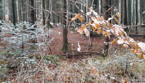 Die wenigen Schneeflocken bleiben an den Spinnenfäden hängen