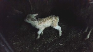 Lamm Nummer 2 seitlich