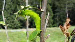 Raupe am Apfelbaum